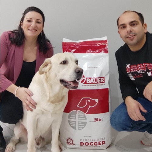 Labrador Miele