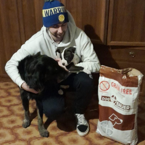 Amstaff Cucciola
