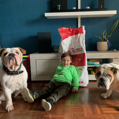 Bulldog Inglesi