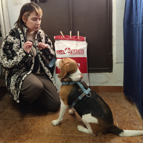 Beagle