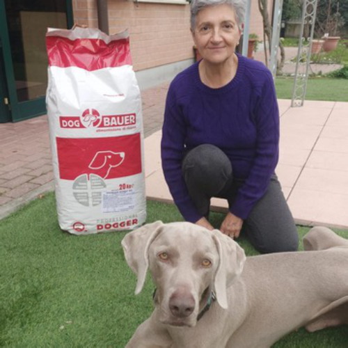 Weimaraner