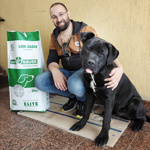 Cane Corso