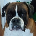 Boxer