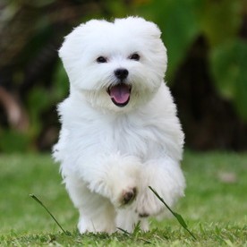 Maltese