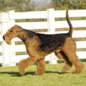 Airedale Terrier