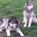 Alaskan Malamute