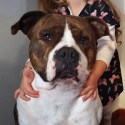 Amstaff (American Staffordshire Terrier)