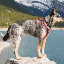 Australian Cattledog