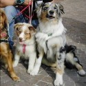 Australian Shepherd