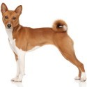 Basenji