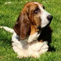 Basset Hound