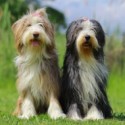 Bearded Collie