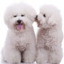 Bichon Frisé