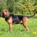 Bloodhound