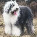 Bobtail