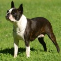 Boston Terrier