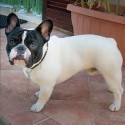 Bouledogue Francese