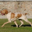Bracco Italiano