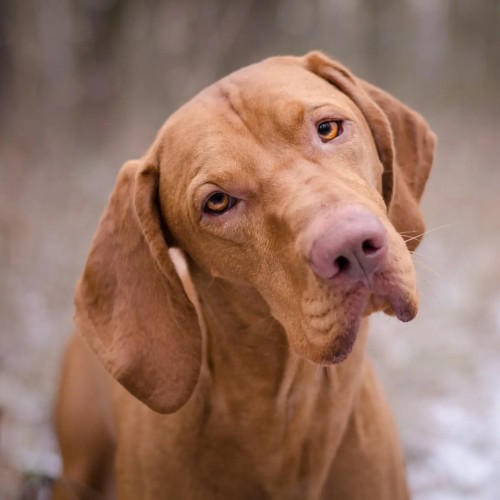 Bracco Ungherese