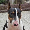 Bull Terrier Inglese