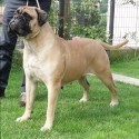 Bullmastiff