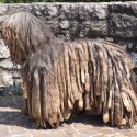 Pastore Bergamasco