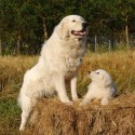 Pastore Maremmano Abruzzese