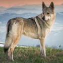 Cane Lupo Cecoslovacco