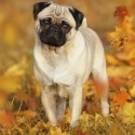 Carlino