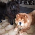 Chow Chow