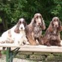 Cocker Spaniel Inglese