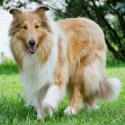 Collie