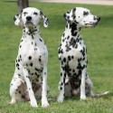 Dalmata