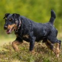Deutscher Jagdterrier