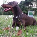 Dobermann
