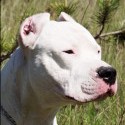 Dogo Argentino
