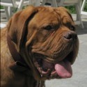 Dogue de Bordeaux