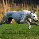 Greyhound