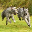 Irish Wolfhound