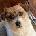 Jack Russel Terrier