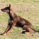 Kelpie