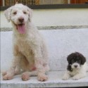 Lagotto Romagnolo