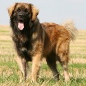 Leonberger