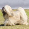 Lhasa Apso