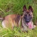 Malinois (Pastore Belga)