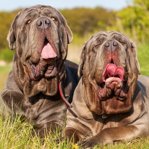 Mastino Napoletano