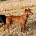 Pinscher (medio)
