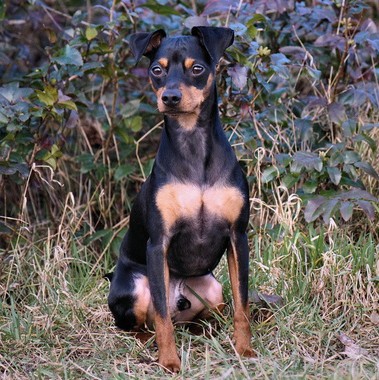 Pinscher Nano