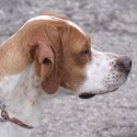 Pointer