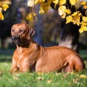 Rhodesian Ridgeback